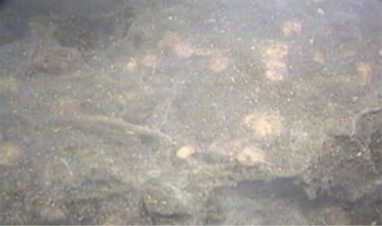 『バイオコロニー』散布前写真